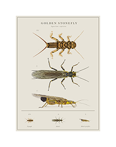 Image of James Dunlap's digital illustration Golden Stonefly Lifecycle.